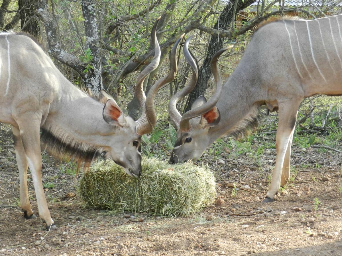 Buffalo Marloth Park Extérieur photo